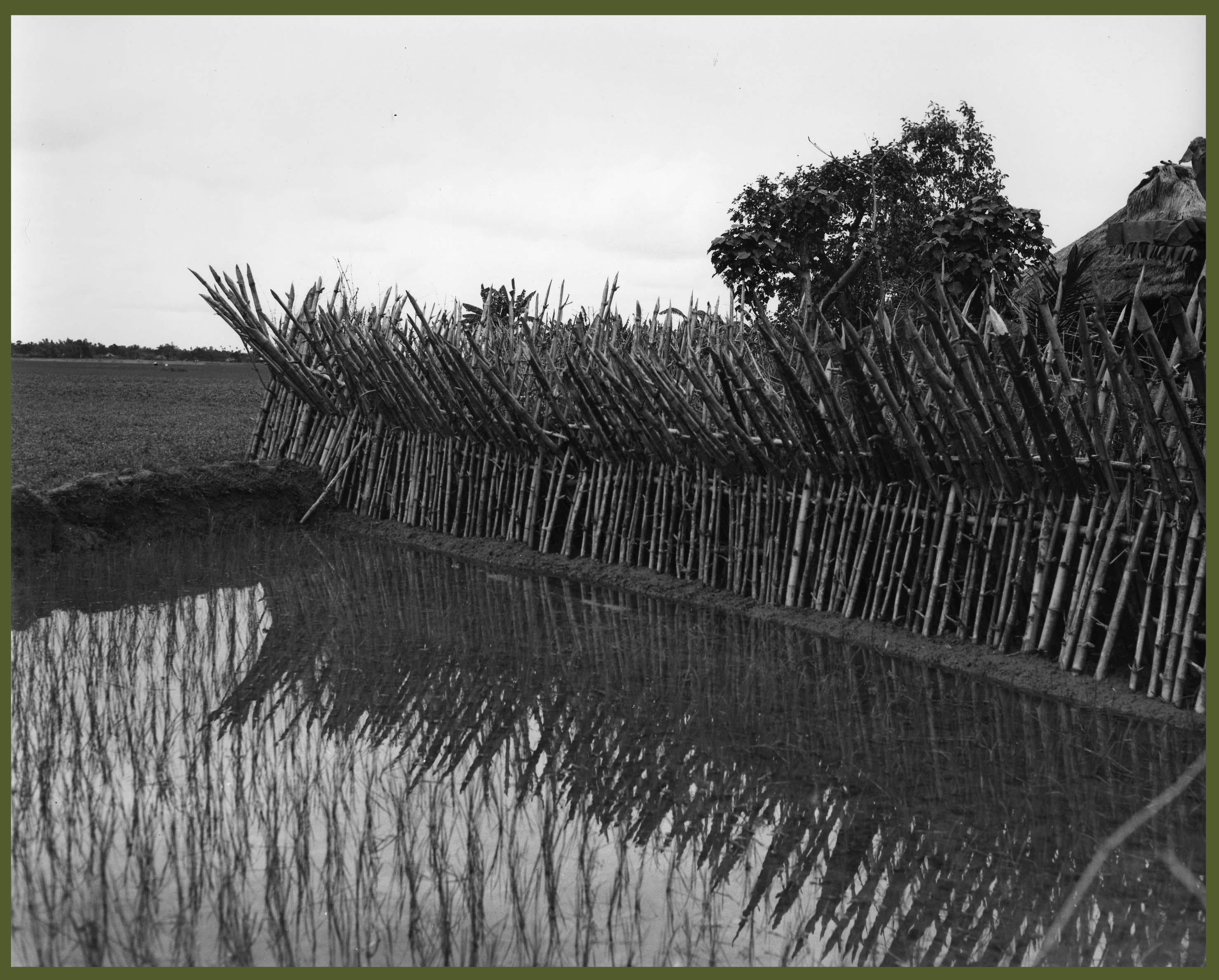 Homemade strategic hamlet defenses of sharpened bamboo in Phu Yen Province, before the arrival of barbed wire for reinforcing