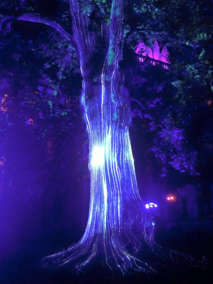 Arbre de la liberte Bayeux.jpg