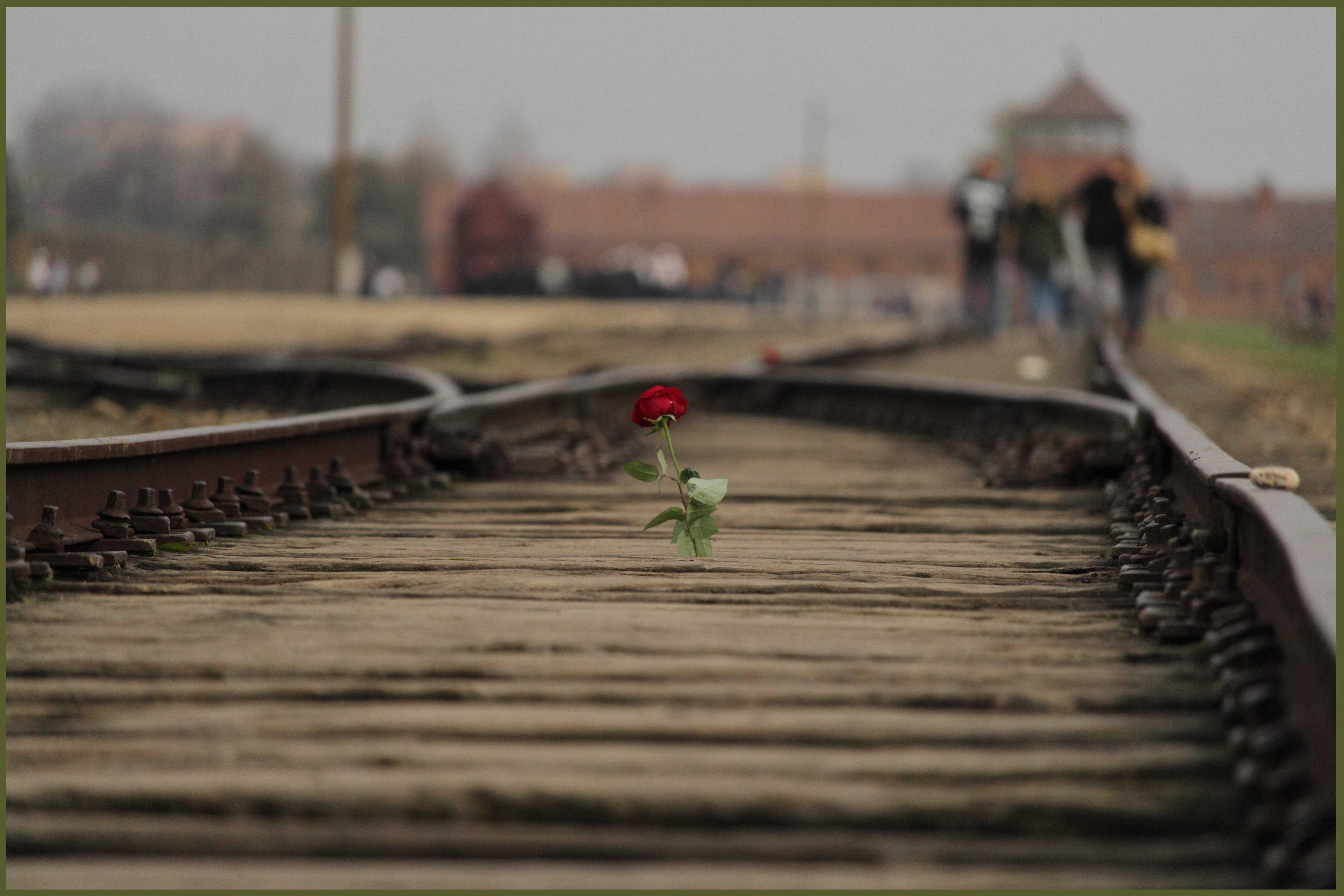 Auschwitz with a rose