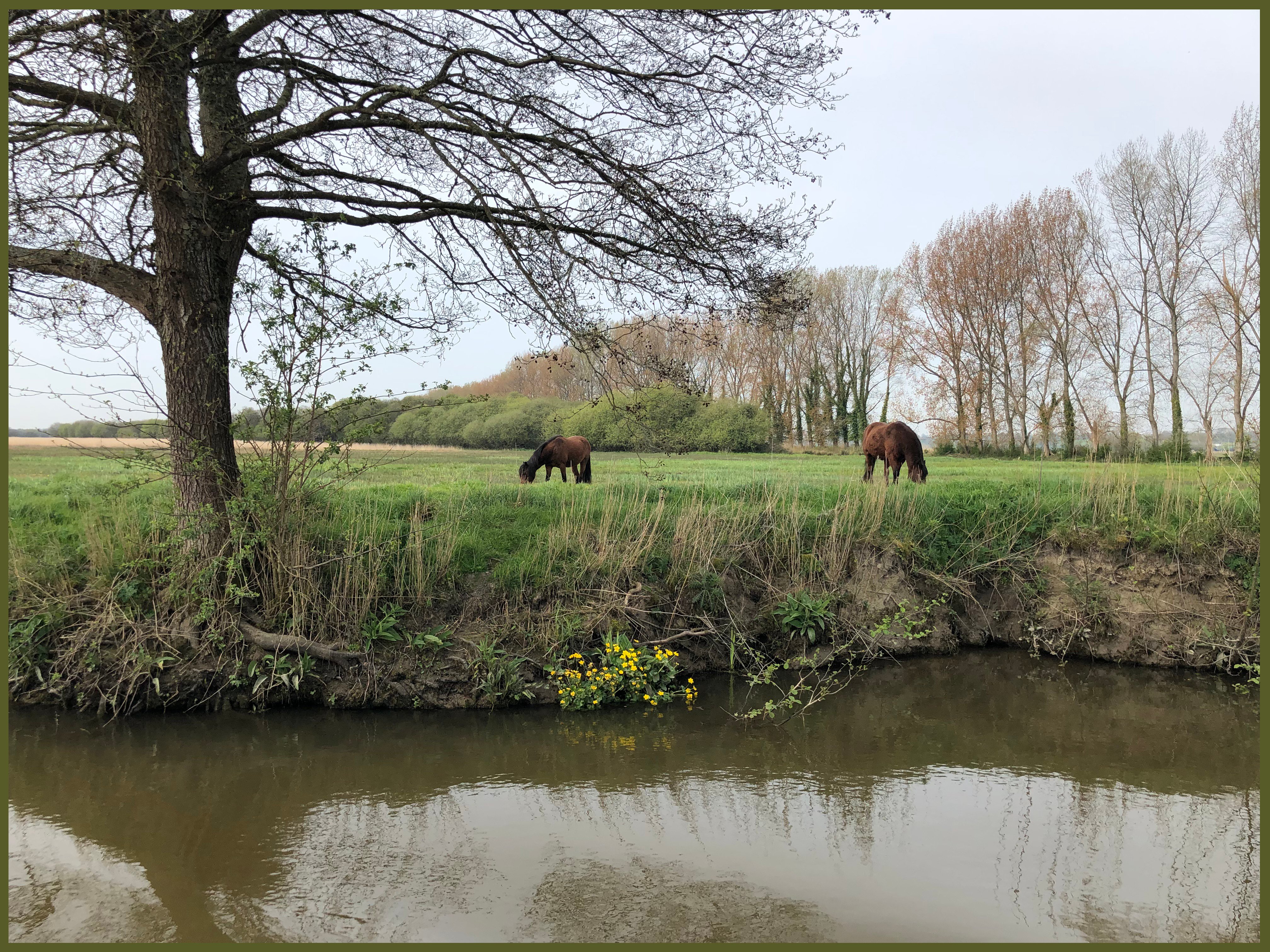 Carentan swamps horses copy