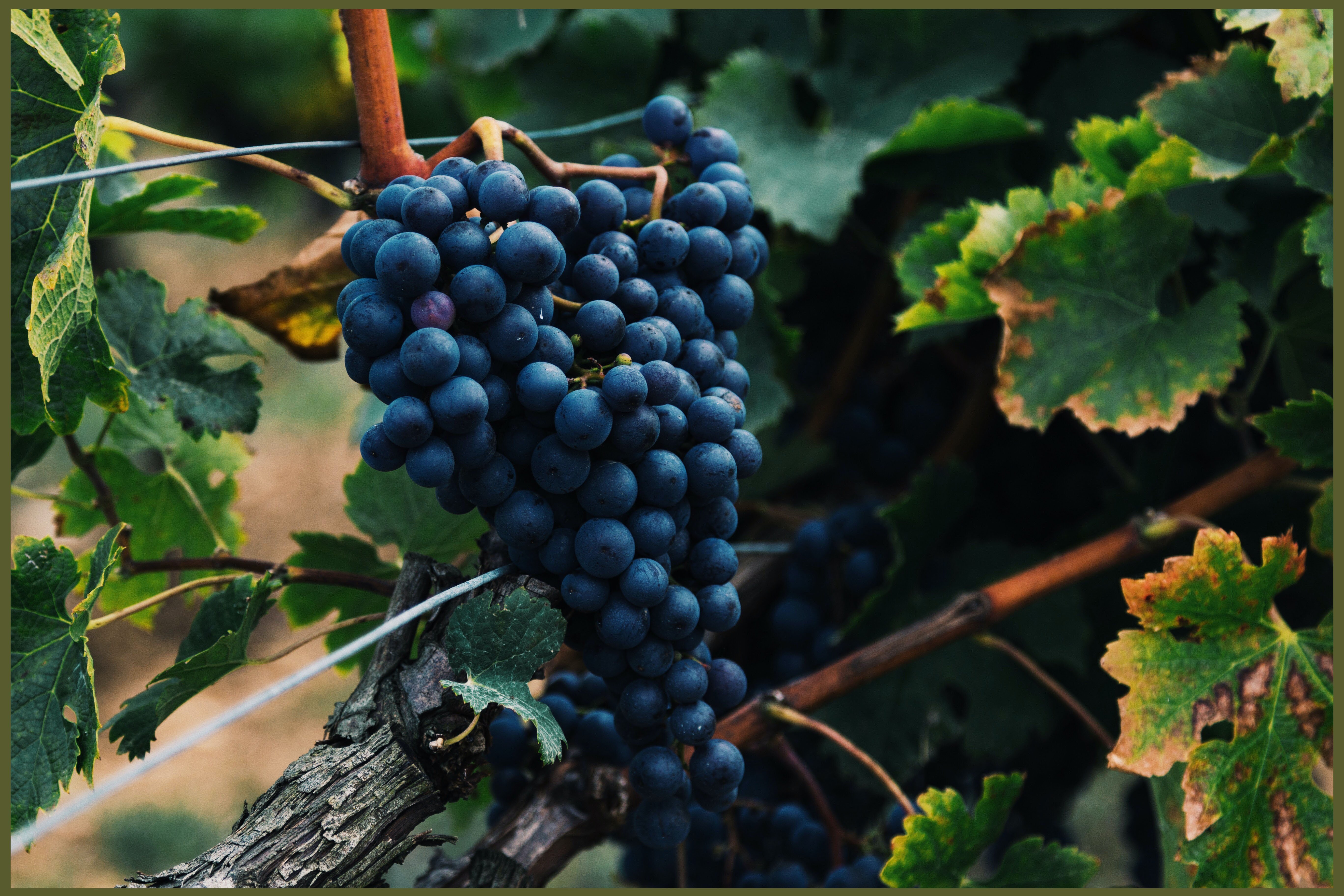 grape la chaume vix copy