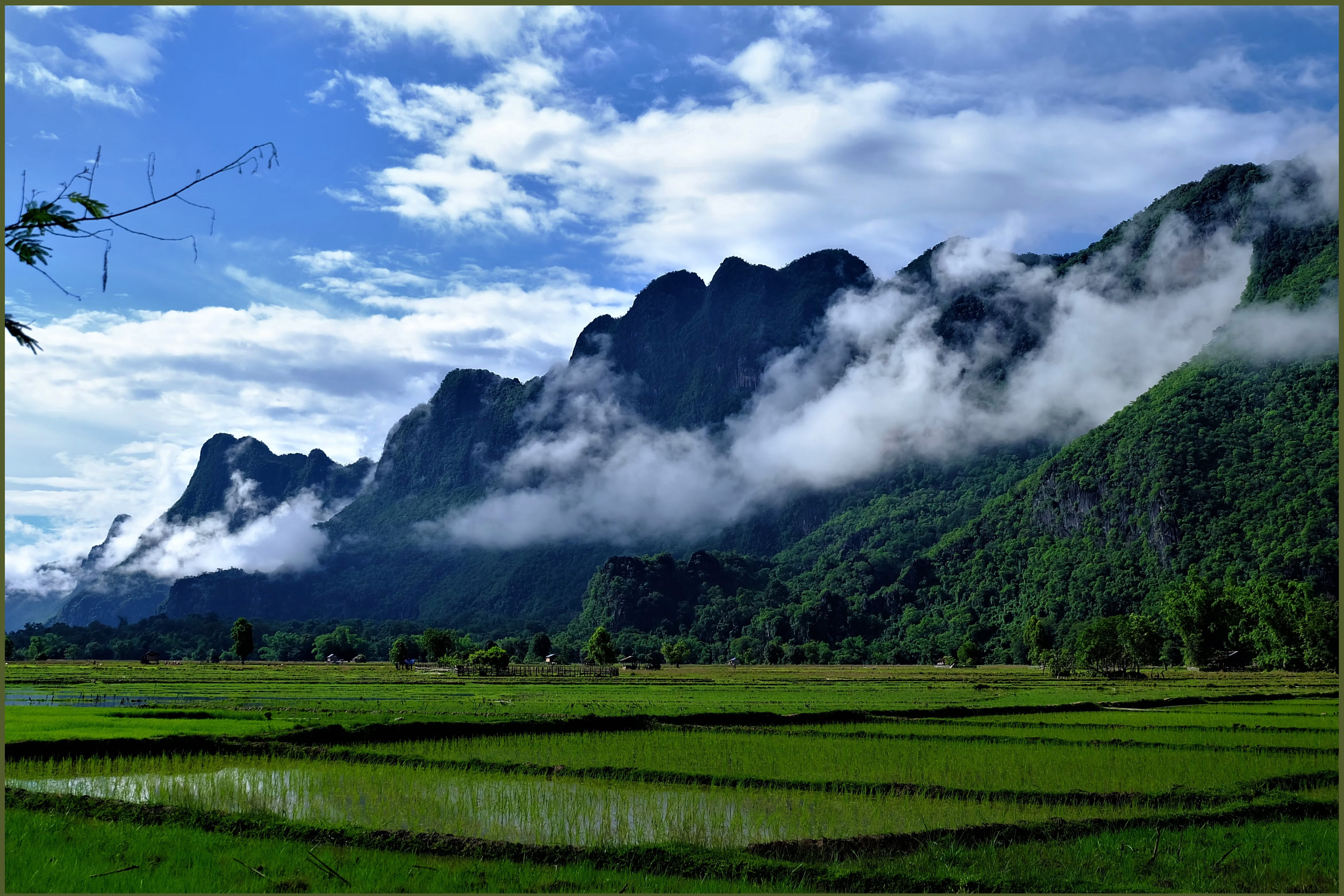 Rice fields green vietnam
