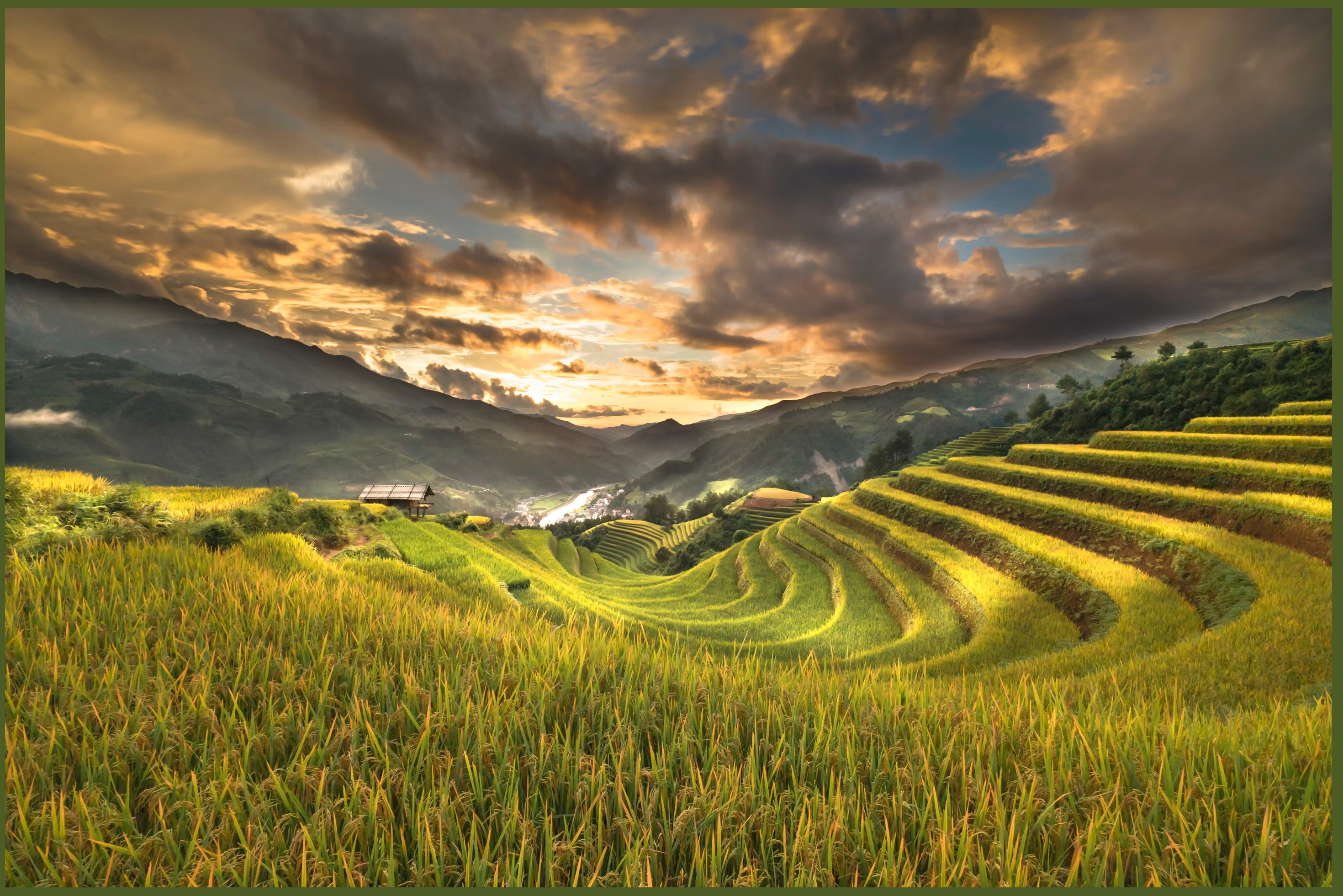 Vietnam rice fields
